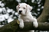 DOGUE ARGENTIN 311